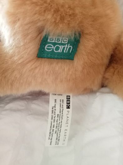 Cute lion from BBC Earth