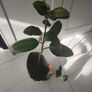 The Rubber fig Image 2