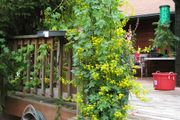 (N) Nasturtium Canary Bird Flower seeds 2g (411016)