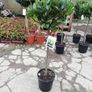 Bay Laurel Image 5