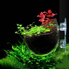 Shrimp - Aquarium Glass For Plants