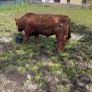 Bulls Image 2