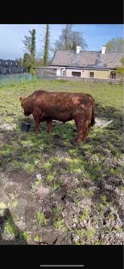 Bulls