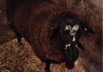 Foster ewe