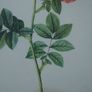 Vintage 1940  P J Redoute botanical rose Rosier Image 9
