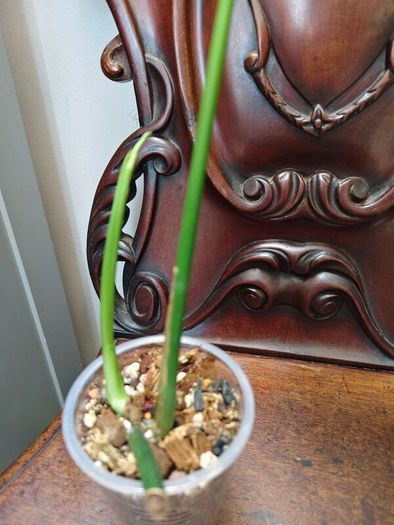 Rhaphidophora Decursiva Dragon tails