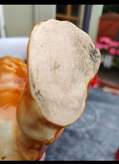 Stunning 15inch Staffordshire Lion Figure