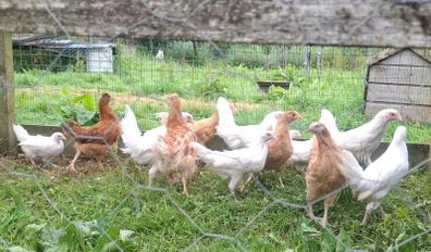 pullets