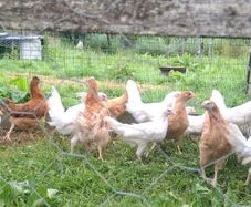 pullets