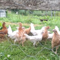 pullets