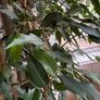 Ficcus Plant (indoor) Image 2