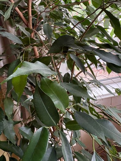 Ficcus Plant (indoor)