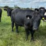 Angus bullocks Image 5