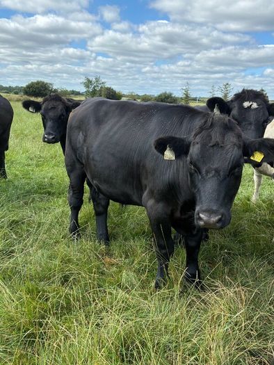 Angus bullocks