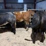 Beef heifers Image 5