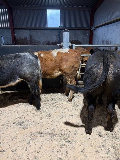 Beef heifers