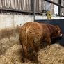 1 Pedigree limousin bull Image 3