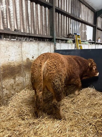 1 Pedigree limousin bull
