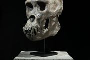 Museum quality replica of a silverback gorilla skull on custom stand