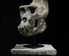 Museum quality replica of a silverback gorilla skull on custom stand