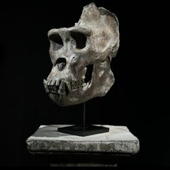 Museum quality replica of a silverback gorilla skull on custom stand