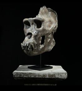 Museum quality replica of a silverback gorilla skull on custom stand