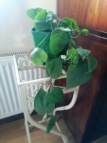 Plant
