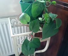 Plant