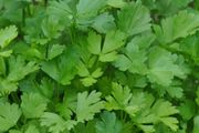 (P) Parsley Festival 68 seeds 3.5g (210527)
