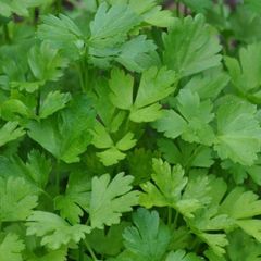 (P) Parsley Festival 68 seeds 3.5g (210527)