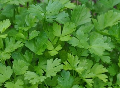 (P) Parsley Festival 68 seeds 3.5g (210527)