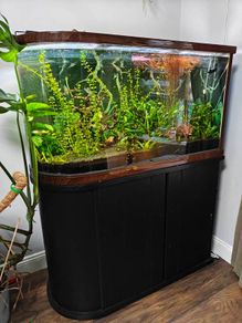 200L curved Aquarium,  Fish tank, fully equipped