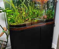 200L curved Aquarium,  Fish tank, fully equipped