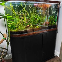 200L curved Aquarium,  Fish tank, fully equipped
