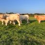Charolais heifers Image 3