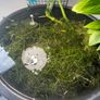 Guppy Grass (Najas) - Live Floating Aquarium Plant - Shrimp & Fry - 250ml Image 2