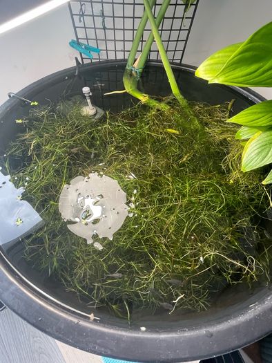 Guppy Grass (Najas) - Live Floating Aquarium Plant - Shrimp & Fry - 250ml