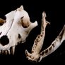 1/1 resin copy of a wolf skull. Image 5