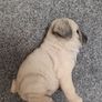 pug dog animal display toy Image 2