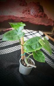 Rare Variegated Philodendron Burle Marx Healthy  Established