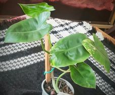 Rare Variegated Philodendron Burle Marx Healthy  Established