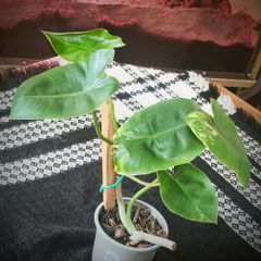 Rare Variegated Philodendron Burle Marx Healthy  Established