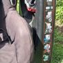 Maxi Cosi Axiss swivel car seat 9- 18kgs Image 3