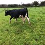 Fr heifer in calf Image 2
