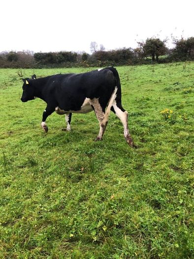 Fr heifer in calf