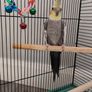 bird cage Image 3
