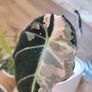 Corm of Alocasia Black Velvet Pink Variegated - Rooted and sprouting Image 2