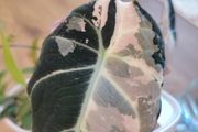 Corm of Alocasia Black Velvet Pink Variegated