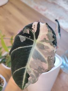 Corm of Alocasia Black Velvet Pink Variegated