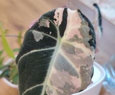 Corm of Alocasia Black Velvet Pink Variegated